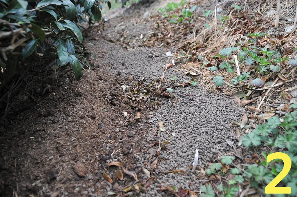 梨山茶