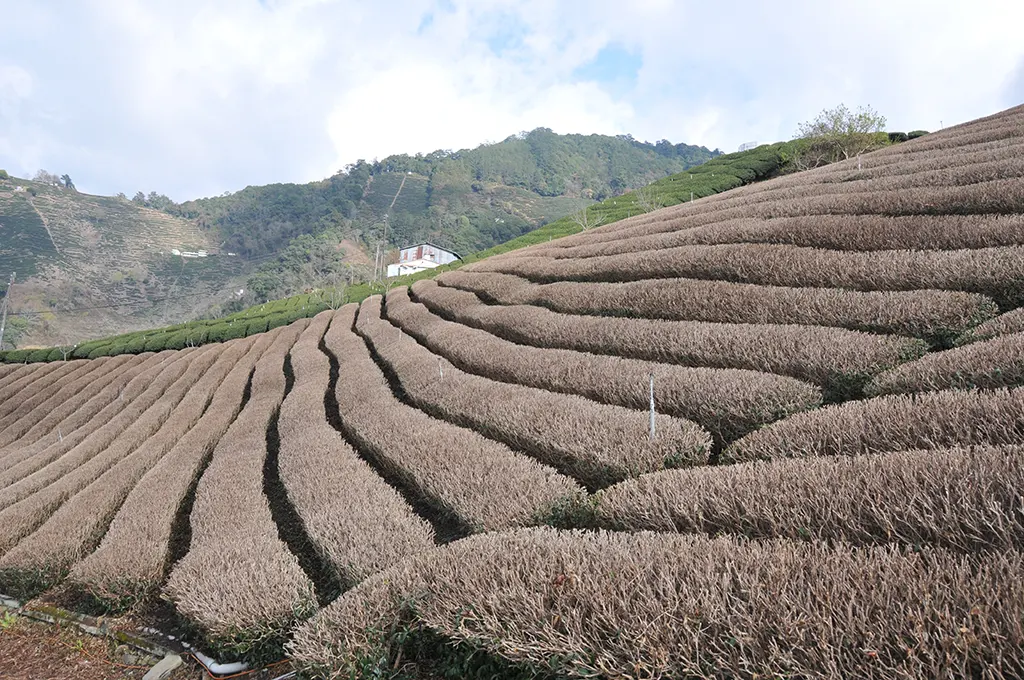 梨山茶