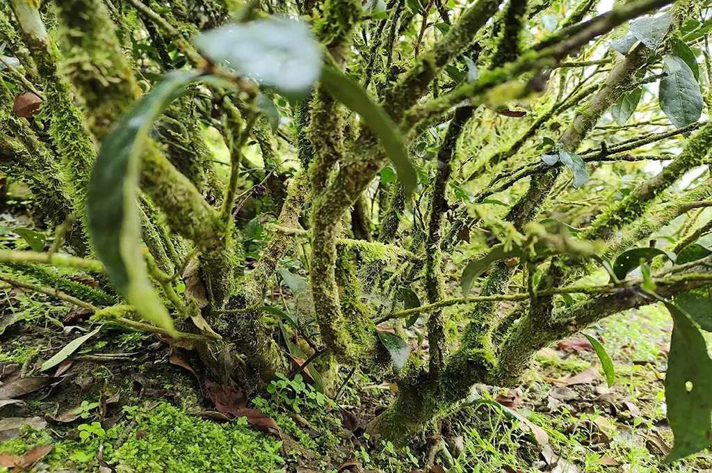 茶樹青苔