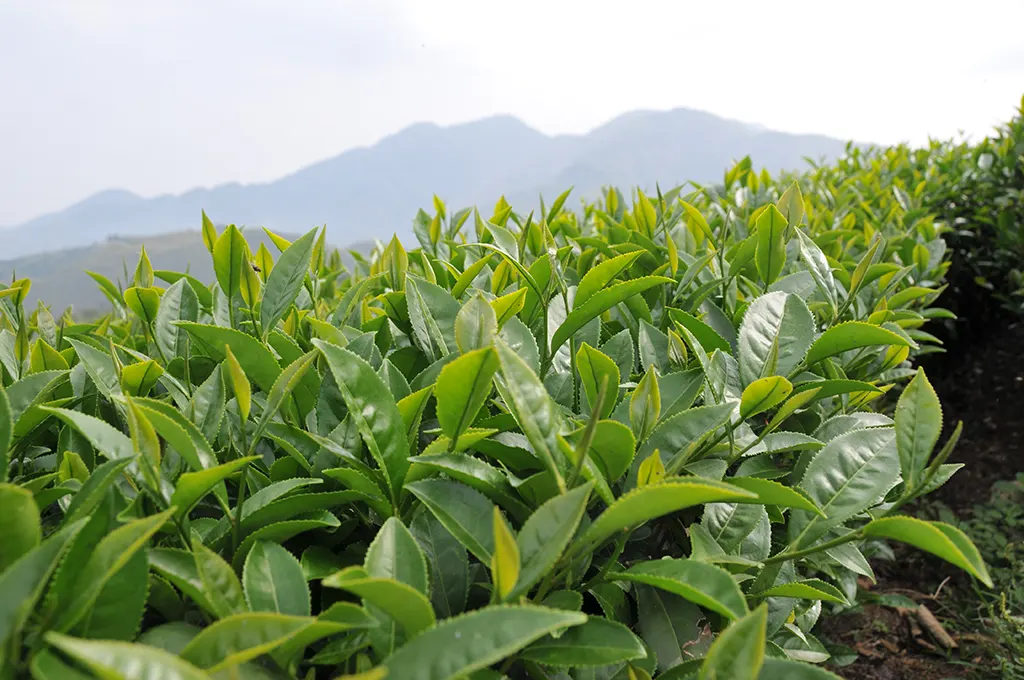 阿里山金萱茶