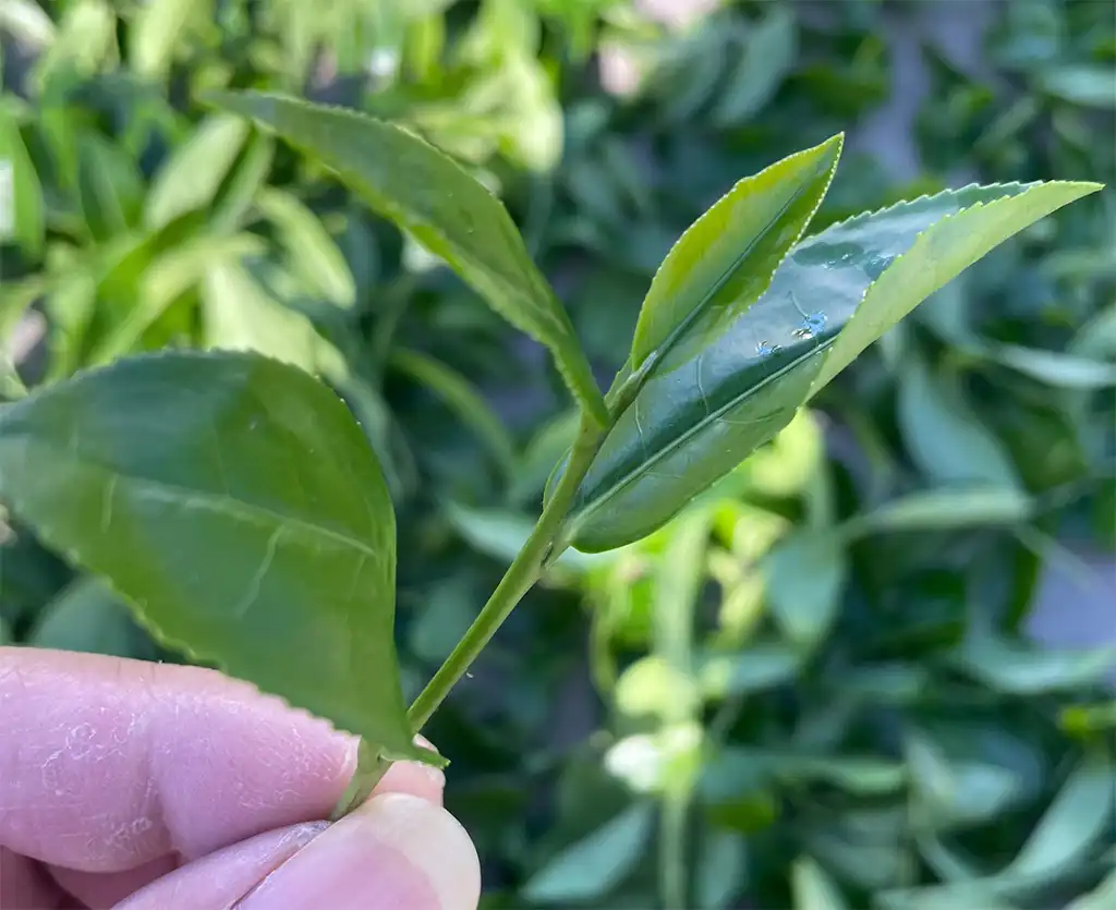 台茶20號迎香茶