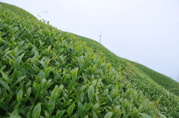 翠峰茶（五月17號採）-150克：圖片 6