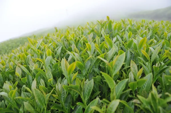翠峰茶（五月17號採）-150克：圖片 5