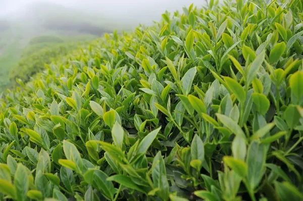 翠峰茶（五月17號採）-150克：圖片 4