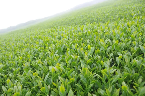 翠峰茶（五月17號採）-150克：圖片 3