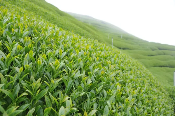 翠峰茶（五月17號採）-150克：圖片 2