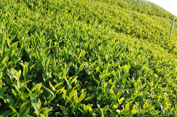翠峰高山茶-150克(2024年春茶)：圖片 2