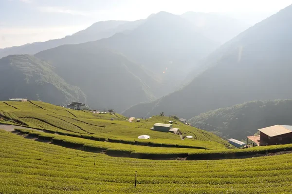 翠峰高山茶-150克(2024年春茶)：圖片 4