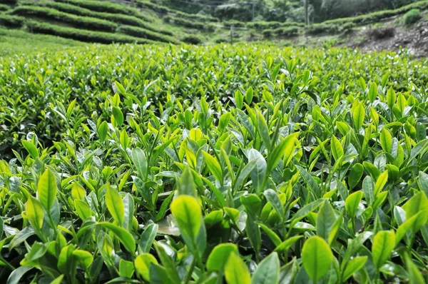 梨山吊橋頭高山茶-150克（2024年春茶）：圖片 8