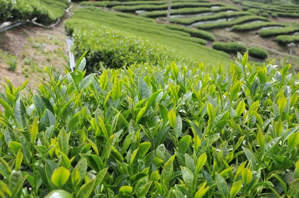 梨山吊橋頭高山茶-150克（2024年春茶）：圖片 11