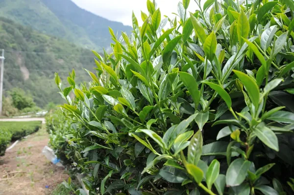 梨山翠巒北線茶（五月27號採）-150克：圖片 6