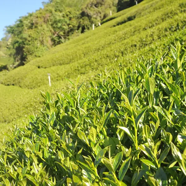 合歡山梅峰高山茶
