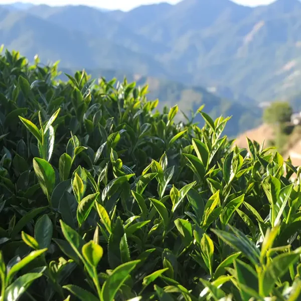 合歡山梅峰高山茶