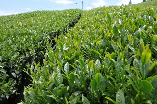 梨山翠巒北線茶（五月27號採）-150克：圖片 5