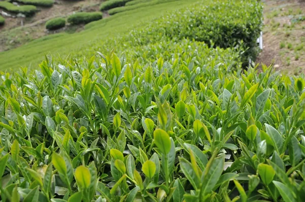 梨山翠巒北線茶（五月27號採）-150克：圖片 4
