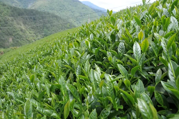 梨山翠巒北線茶（五月27號採）-150克：圖片 3
