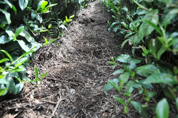梨山翠巒北線茶（五月27號採）-150克：圖片 2