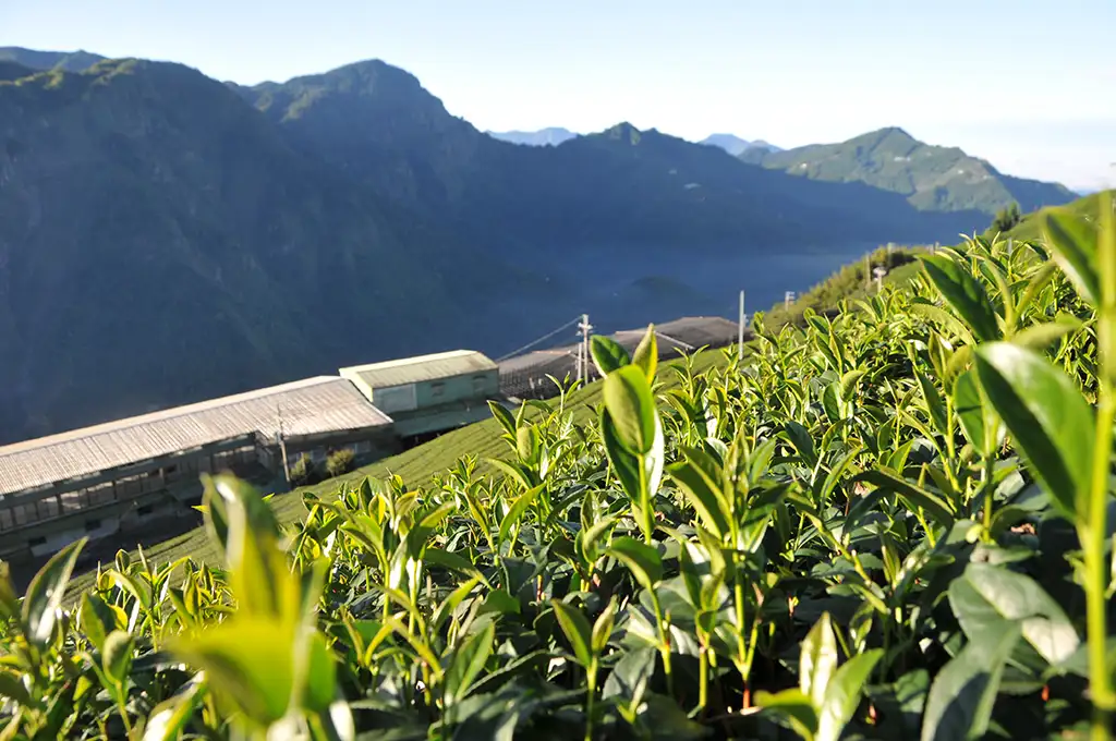 龍鳳峽高冷茶