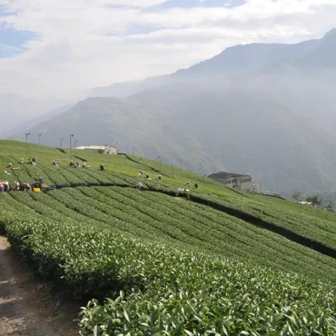 翠峰高冷茶