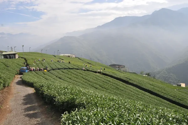 翠峰高冷茶