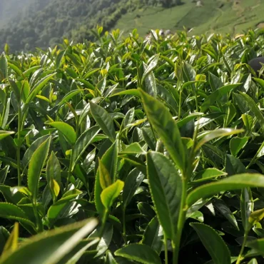 翠峰高冷茶