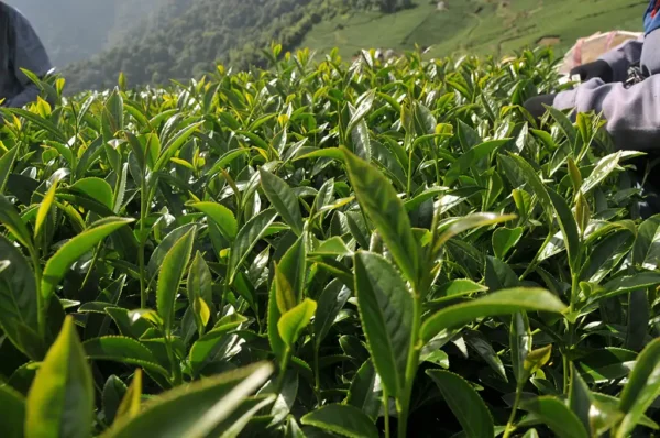 翠峰高冷茶