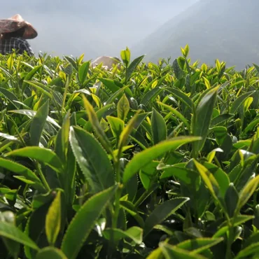 翠峰高冷茶