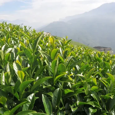 翠峰高冷茶