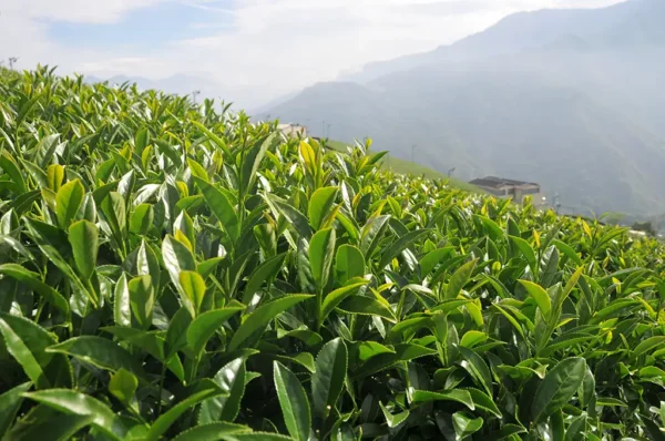 翠峰高冷茶