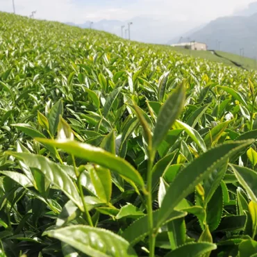 翠峰高冷茶
