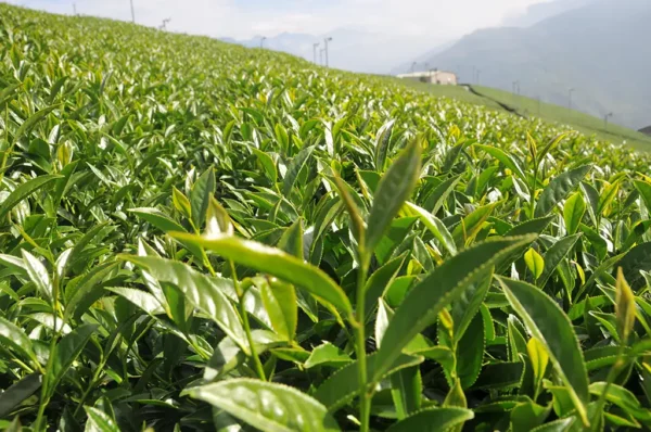 翠峰高冷茶