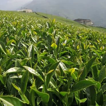 翠峰高冷茶