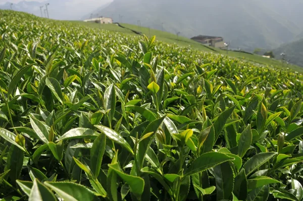 翠峰高冷茶