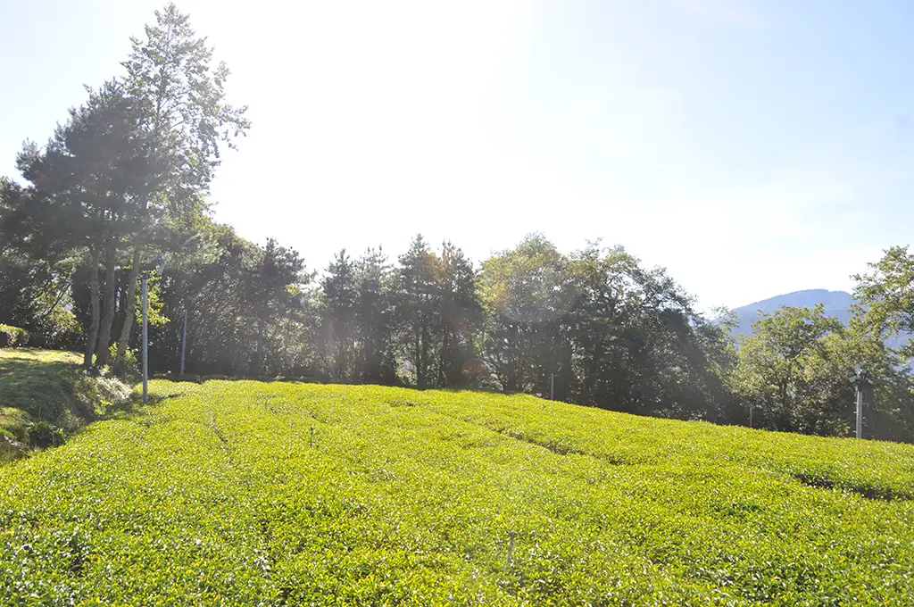 梨山茶園