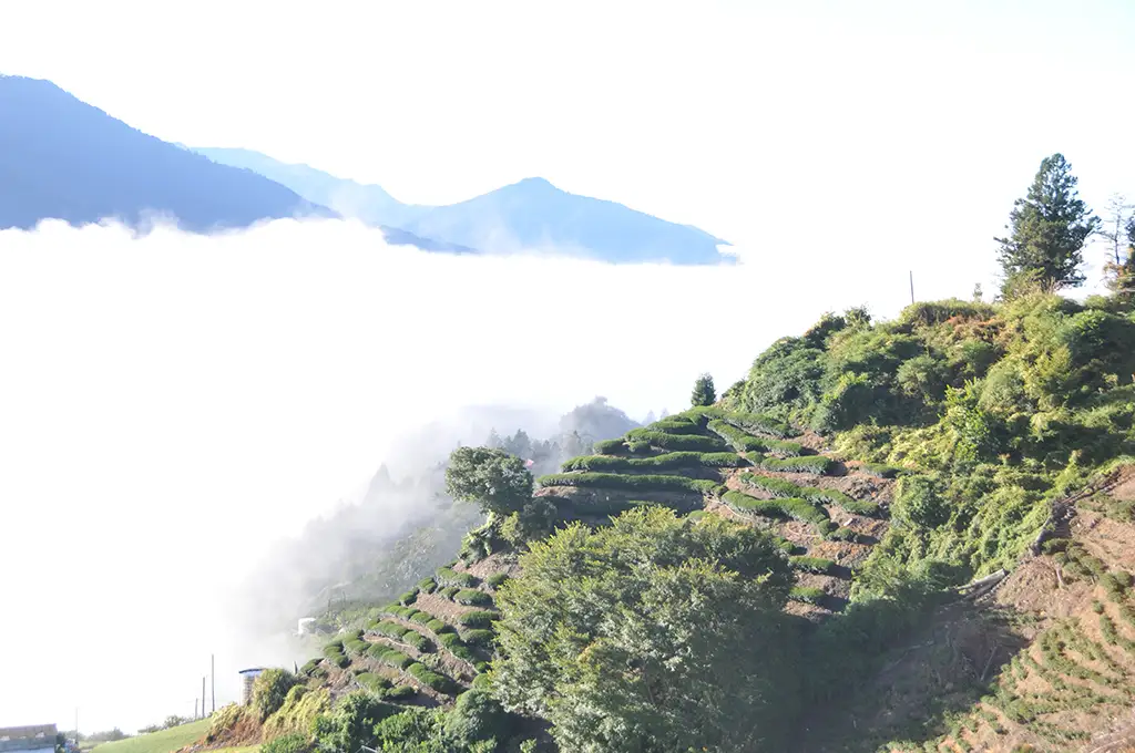 梨山茶葉