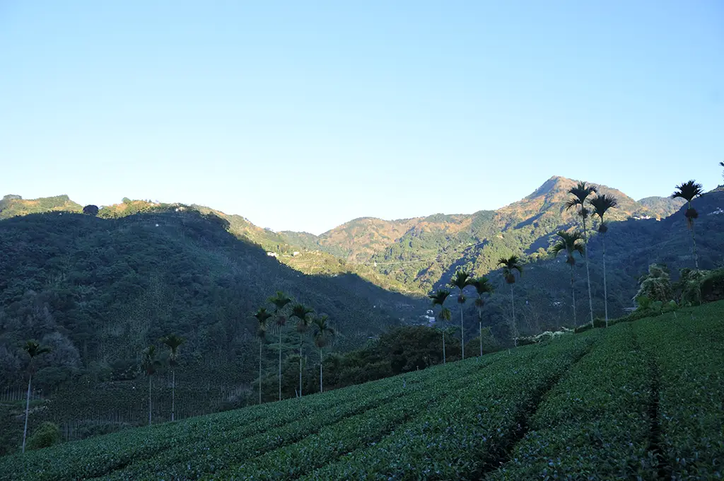 阿里山茶是什麼茶