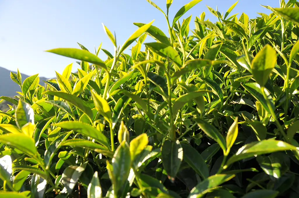 梨山高山茶