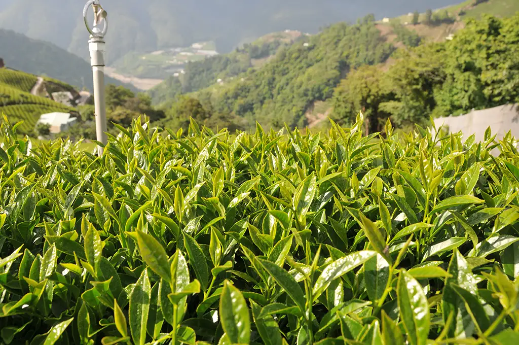 梨山茶價格