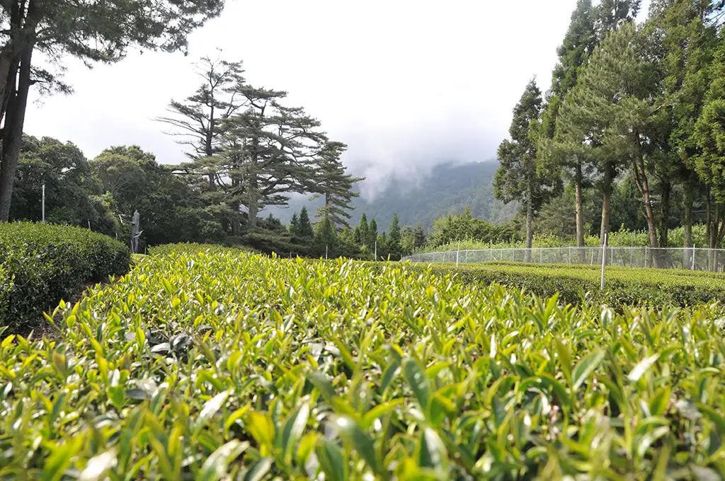 梨山茶價格