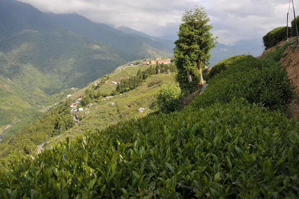 梨山茶特色