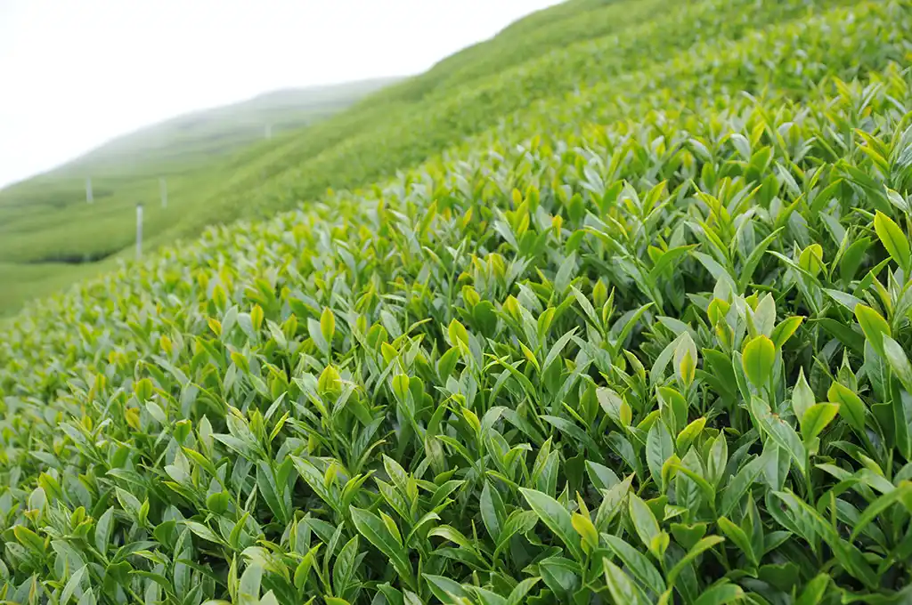 馬烈霸茶區