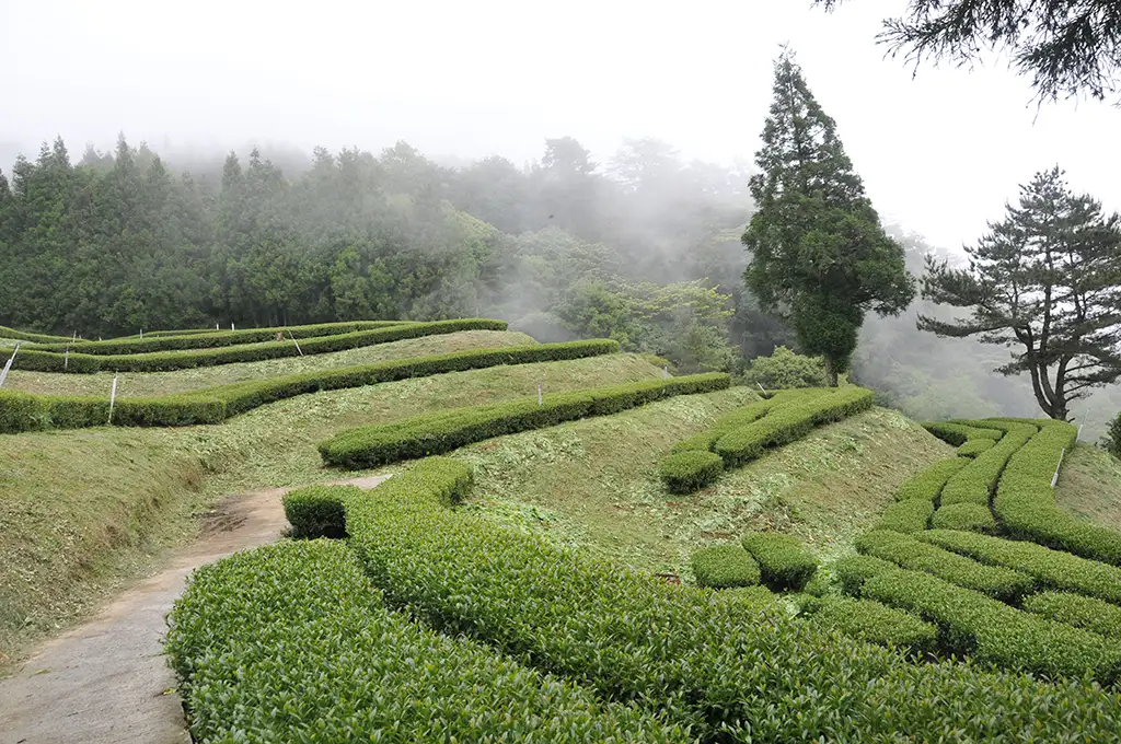 福壽山茶區-天池