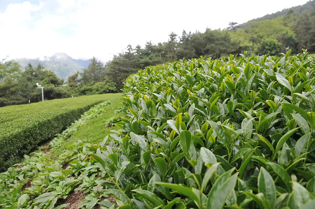 梨山茶泡法