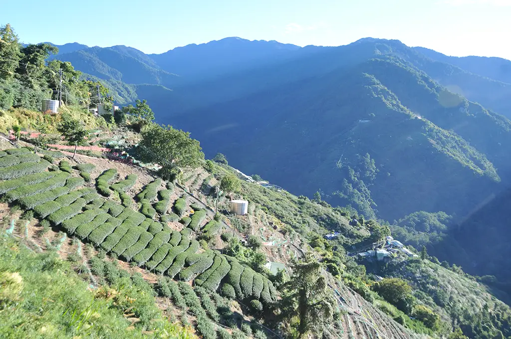 梨山茶區有哪些