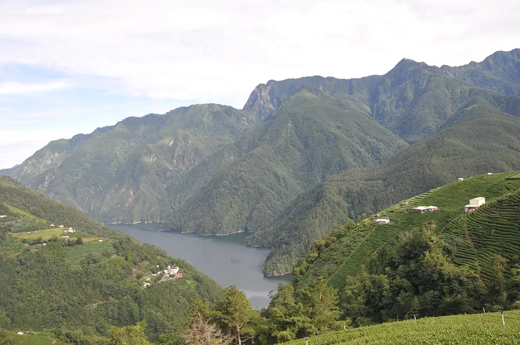 梨山茶價格