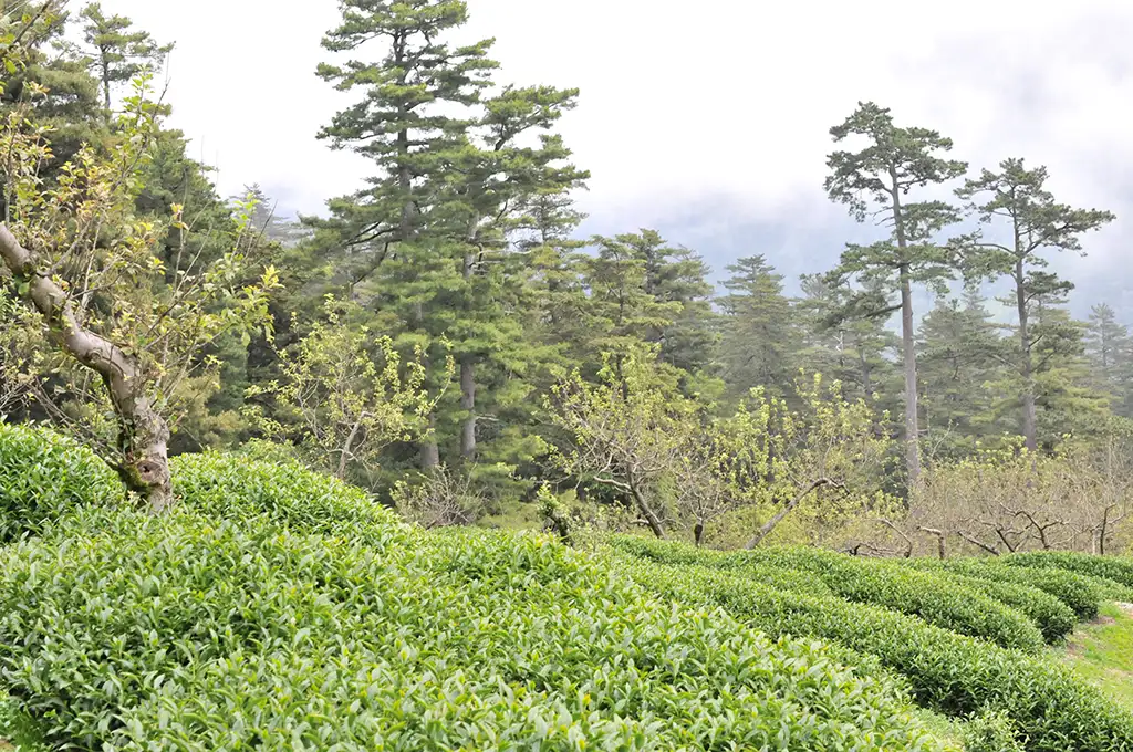 大禹嶺茶區