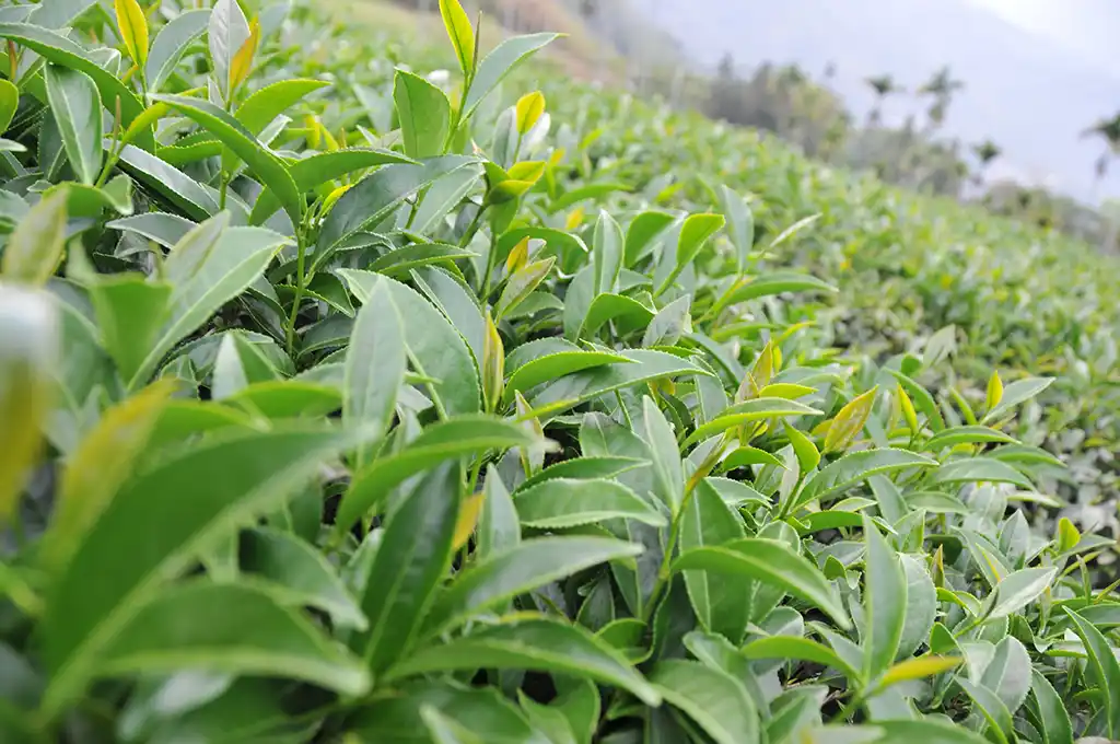 阿里山春茶