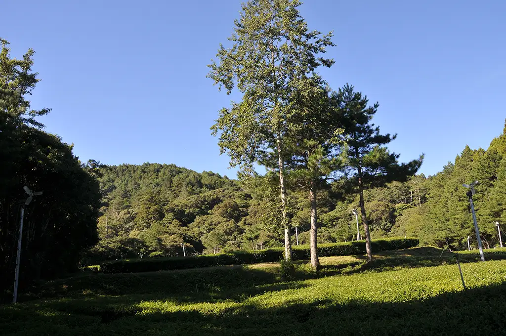 福壽山茶葉價格