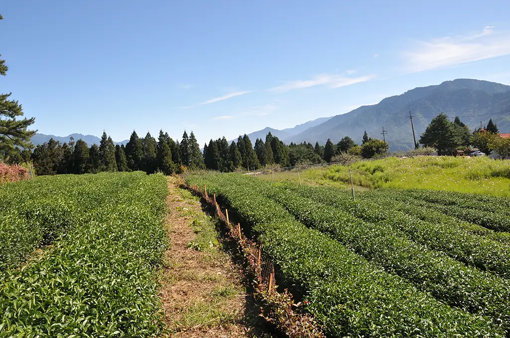 福壽山茶葉價格