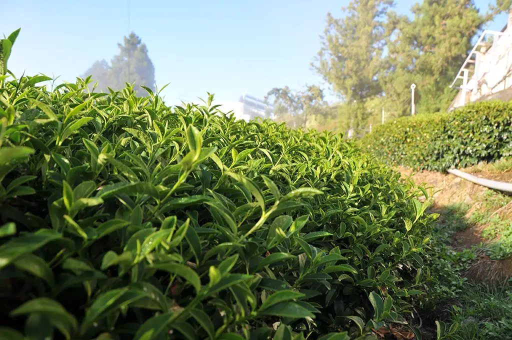 梨山茶是什麼茶？